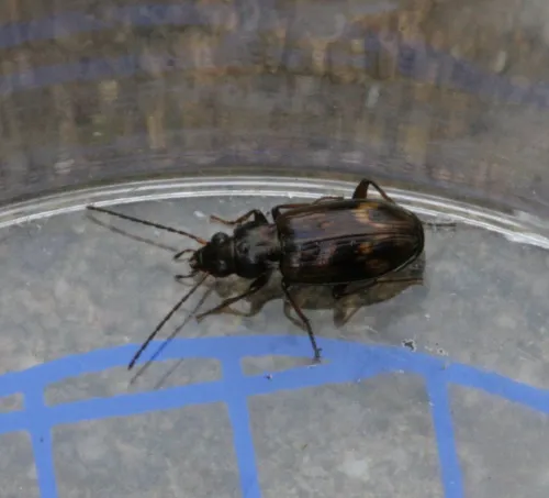 Bembidion dentellum - photo 7