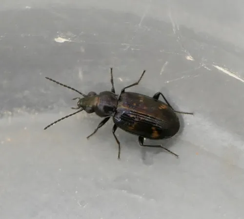 Bembidion dentellum - photo 8