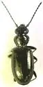 Bembidion diligens - Bembidion diligens