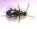 Bembidion diligens - photo 2