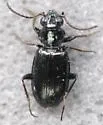 Bembidion diligens - photo 3