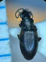 Bembidion diligens - photo 4