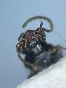 Bembidion diligens - photo 5