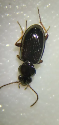 Bembidion dyschirinum - photo 2