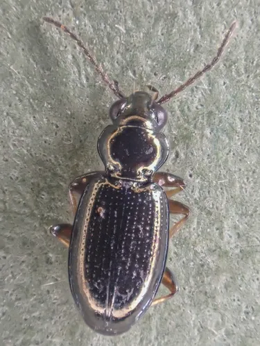 Bembidion dyschirinum - photo 3