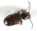 Bembidion egens