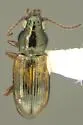 Bembidion ephippigerum