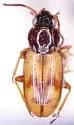 Bembidion ephippigerum - photo 2