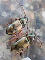 Bembidion ephippigerum - photo 3