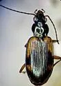 Bembidion erosum - photo 2