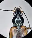 Bembidion erosum - photo 3