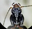 Bembidion erosum - photo 4