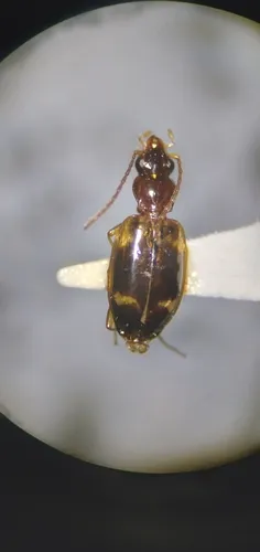 Bembidion festivum