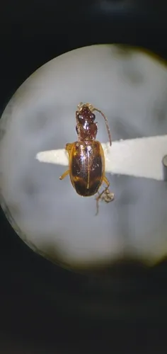 Bembidion festivum - photo 2
