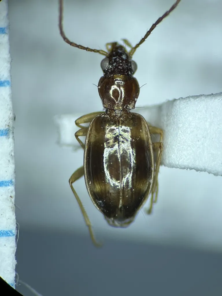 Bembidion festivum - photo 3