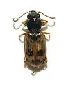 Bembidion flohri - Bembidion flohri