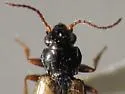 Bembidion flohri - photo 2