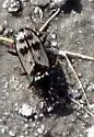Bembidion flohri - photo 3