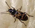 Bembidion flohri - photo 4
