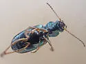 Bembidion flohri - photo 5
