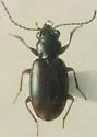 Bembidion fortestriatum