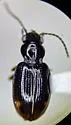 Bembidion fortestriatum - photo 2