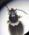 Bembidion fortestriatum - photo 3