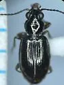 Bembidion fortestriatum - photo 4