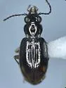 Bembidion fortestriatum - photo 5