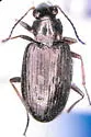 Bembidion foveum