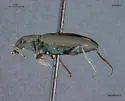 Bembidion foveum - photo 3