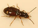Bembidion frontale - Bembidion frontale