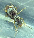 Bembidion frontale - photo 2