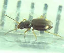 Bembidion frontale - photo 3