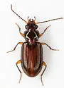 Bembidion fugax - Bembidion fugax