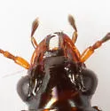 Bembidion fugax - photo 2