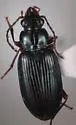 Bembidion fugax - photo 3