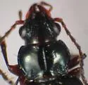 Bembidion fugax - photo 4