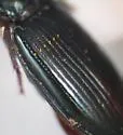 Bembidion fugax - photo 5