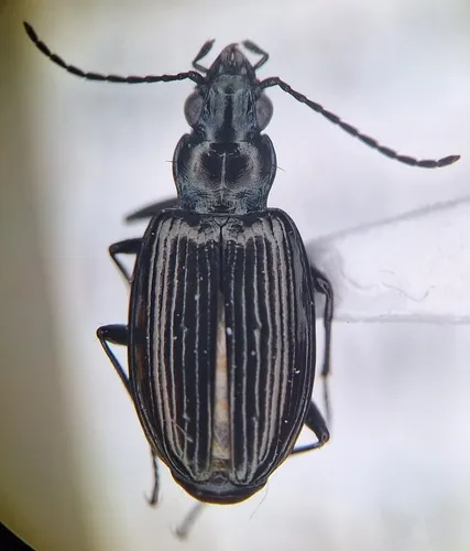 Bembidion gebleri - Bembidion gebleri