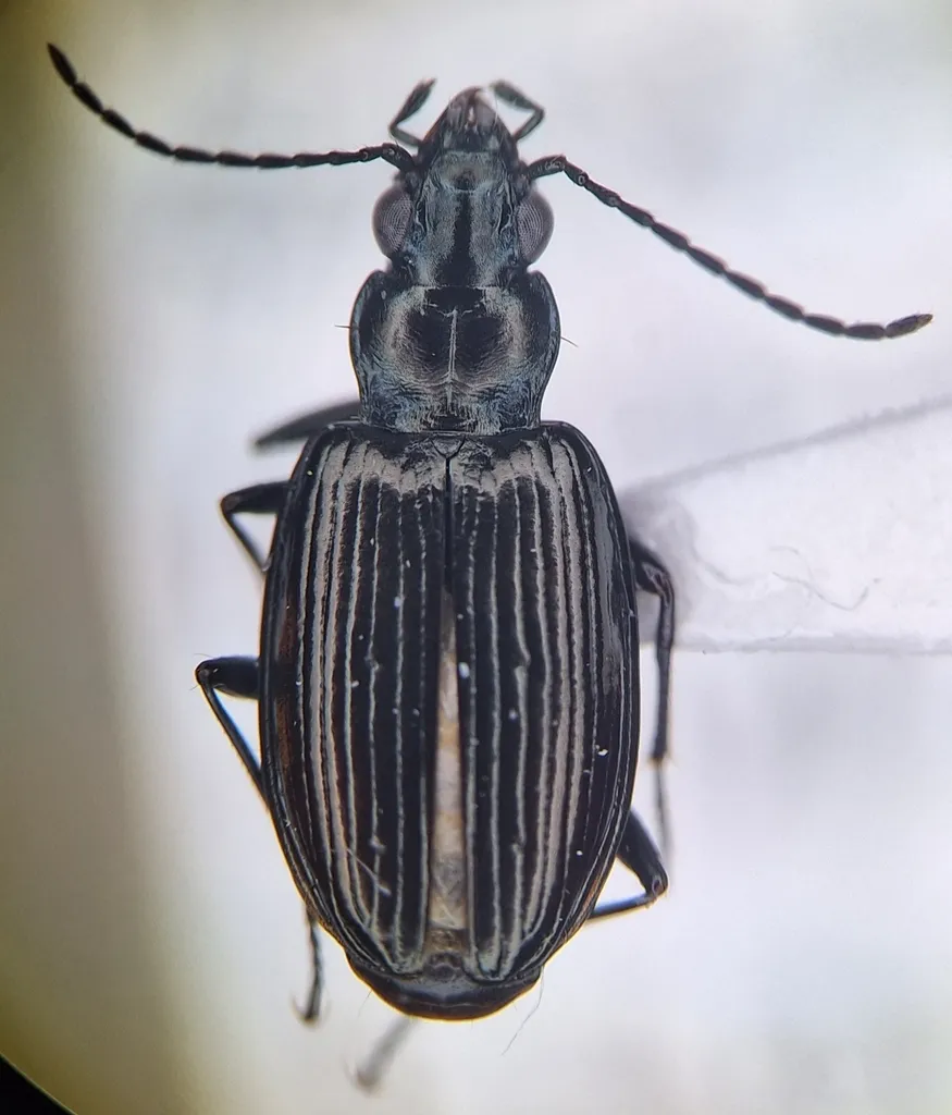 Bembidion gebleri - photo 2