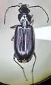 Bembidion gordoni - Bembidion gordoni