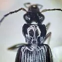 Bembidion gordoni - photo 2