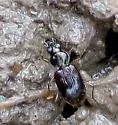 Bembidion graciliforme - Bembidion graciliforme