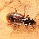 Bembidion graciliforme - photo 2