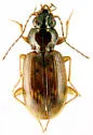 Bembidion graciliforme - photo 3