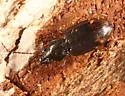 Bembidion graciliforme - photo 4