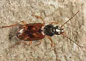 Bembidion graciliforme - photo 5
