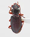 Bembidion grandiceps - photo 2
