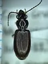 Bembidion grandiceps - photo 3